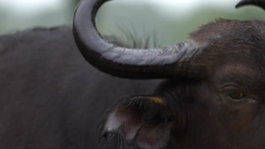A cattle with large horns grazes in a field