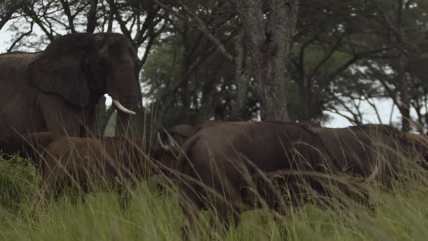 Herd of african buffalo grazing on the green plains in the savanna in front of an elephant