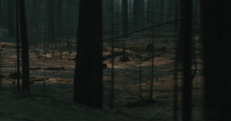 Tall forest trees lining a paved road at dawn