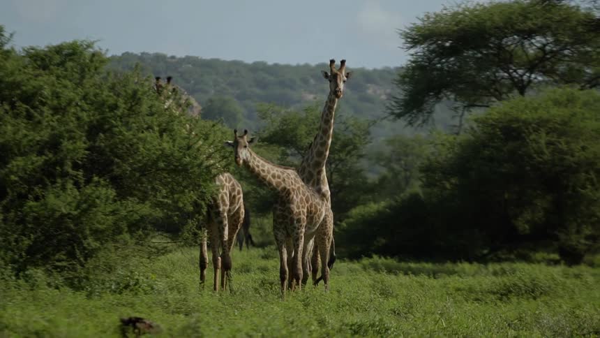 Giraffes grazing on vegetation in nature