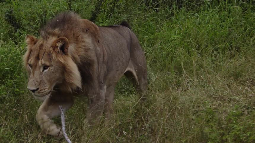 A lion standing up and walking across a grassy field