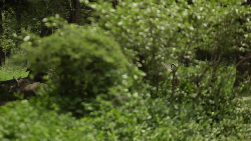 Two rhinos trot past a zebra in the woods