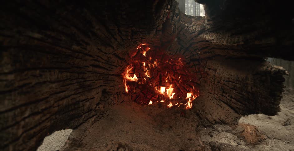 Fire burns in center of large fallen tree trunk lying in forest