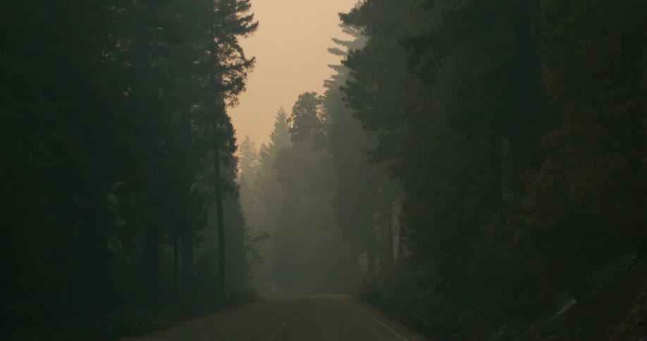 Tall trees line the sides of a narrow road