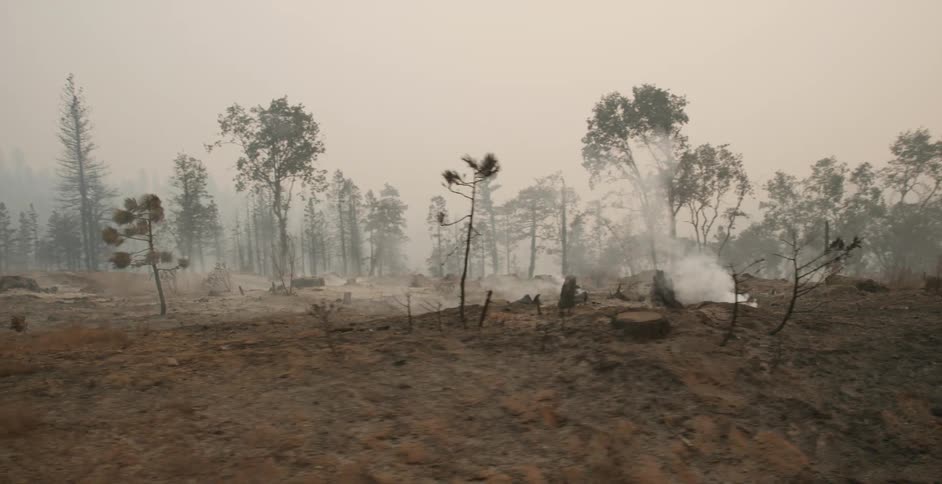 There is a view of the forest area with some fog
