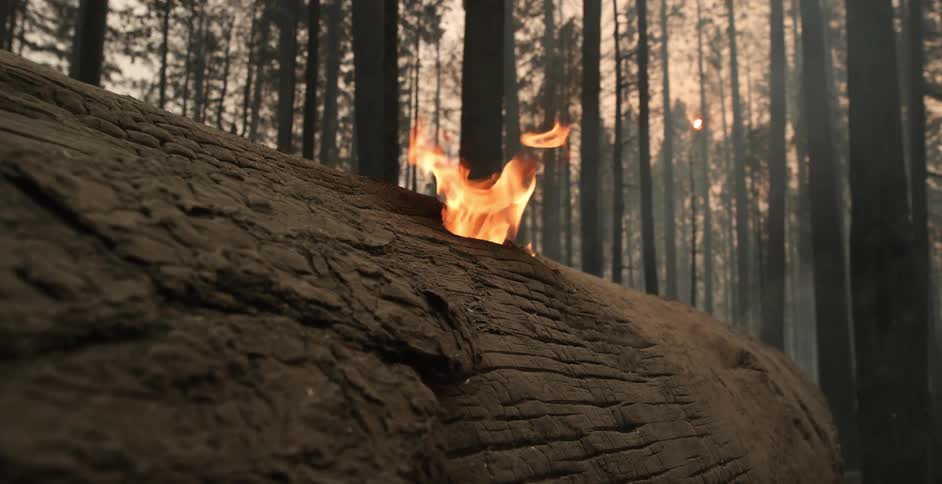 Flames rise from a fallen tree trunk in the woods