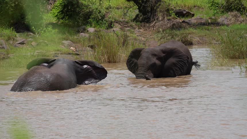 Two elephants graze while sitting in a river