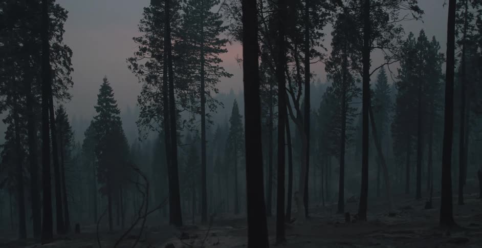 Trees in a forest at dusk