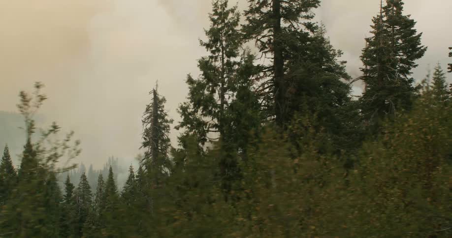 Pine trees growing in a forest on the mountains under thick low white clouds