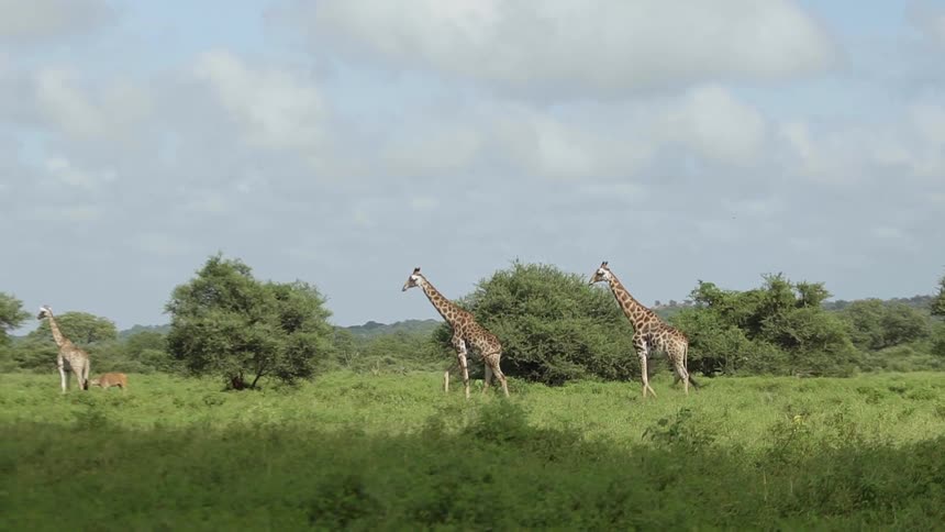 Giraffes walking over the green grass on the savannah plains