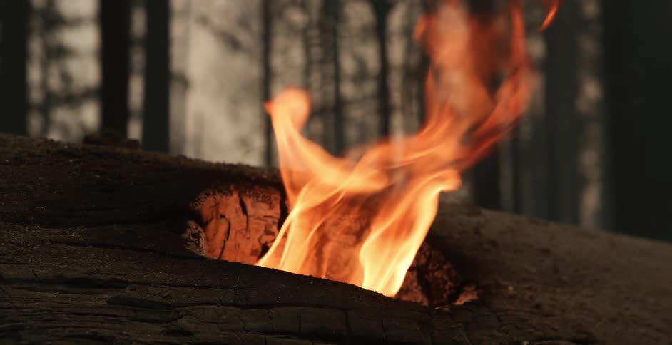 A burning fallen tree in a forest