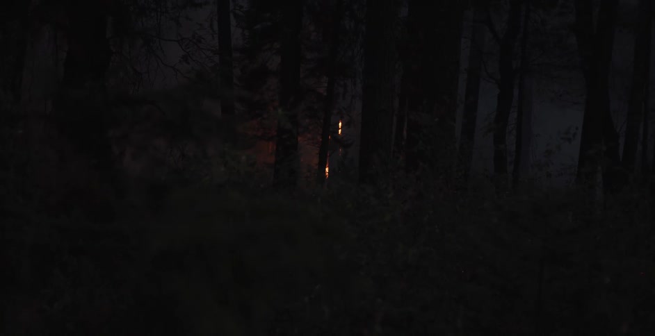 Trees on fire in the forest at night