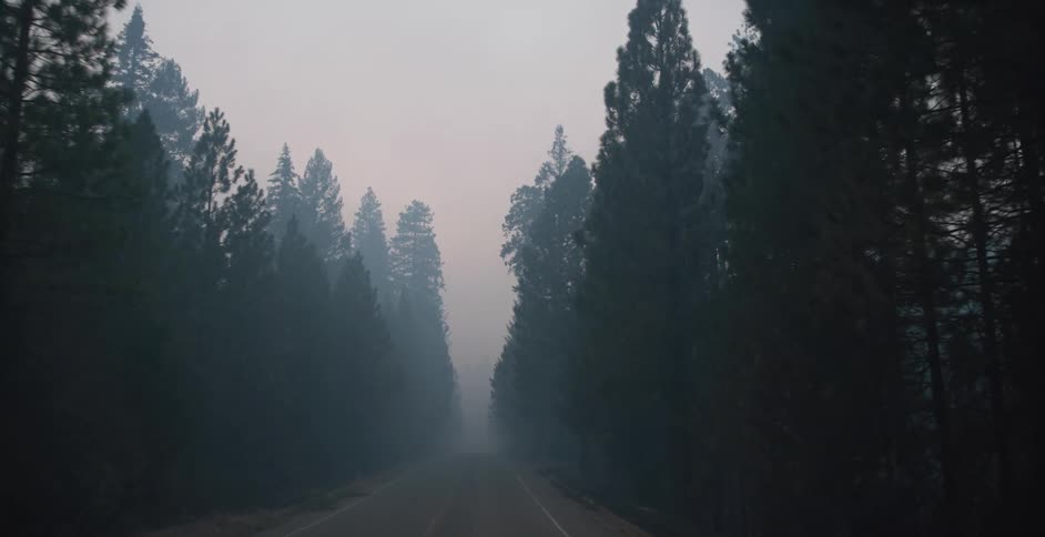 Fog obscures distance as road passes through a conifer forest