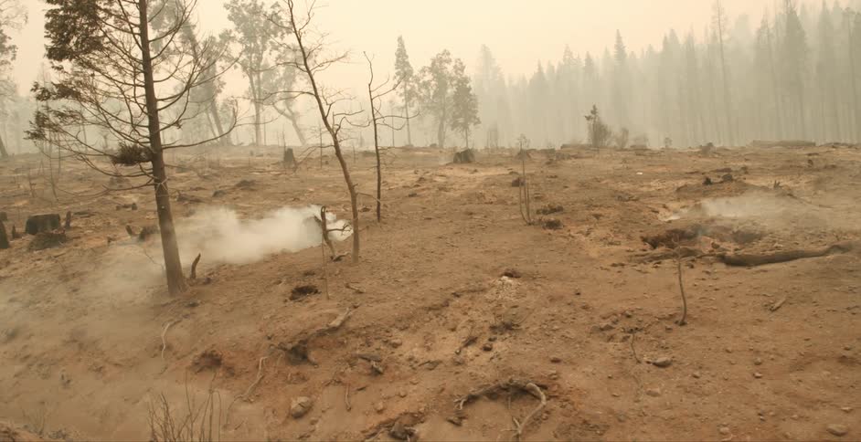 Smoke rises from the dirt near the trees
