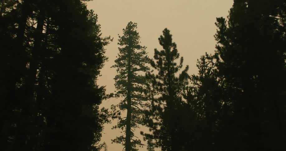 Tall pine trees loom in a forest