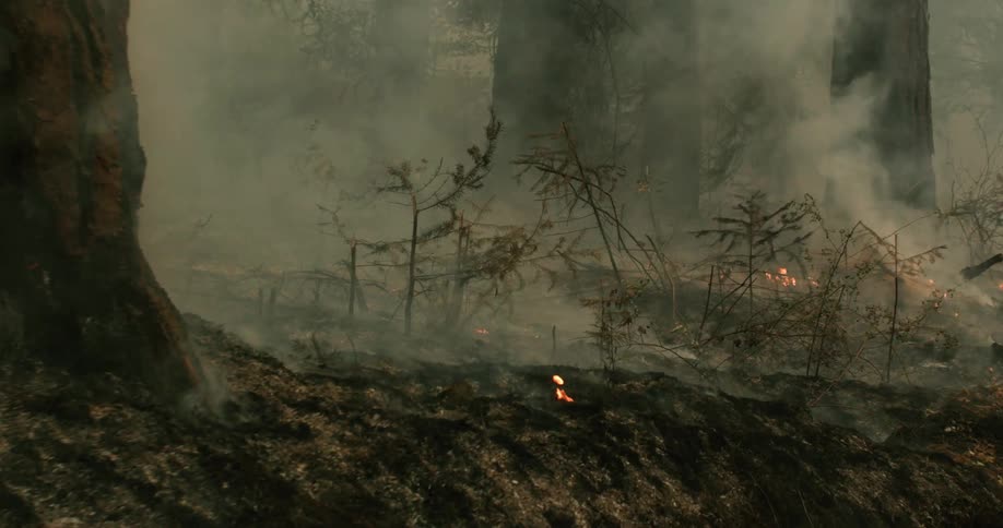 Smoke billows from the scorched soil and vegetation of a forest after a wildfire