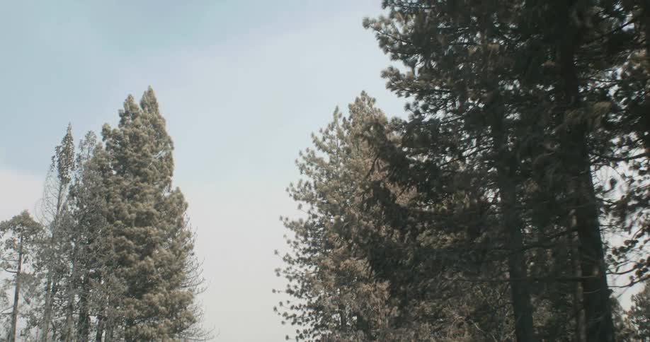Empty highway with a forest on each side under a blue sky