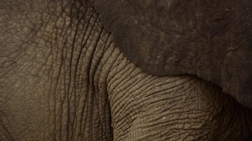Close up of the skin on an elephant