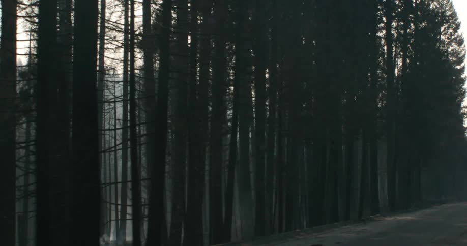 Tall forest trees lining a paved road at dawn