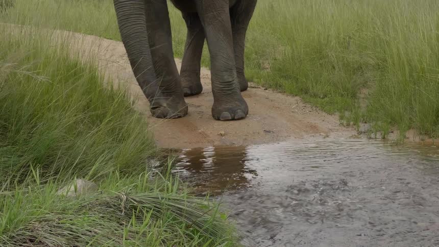 An elephant grazes near a stream