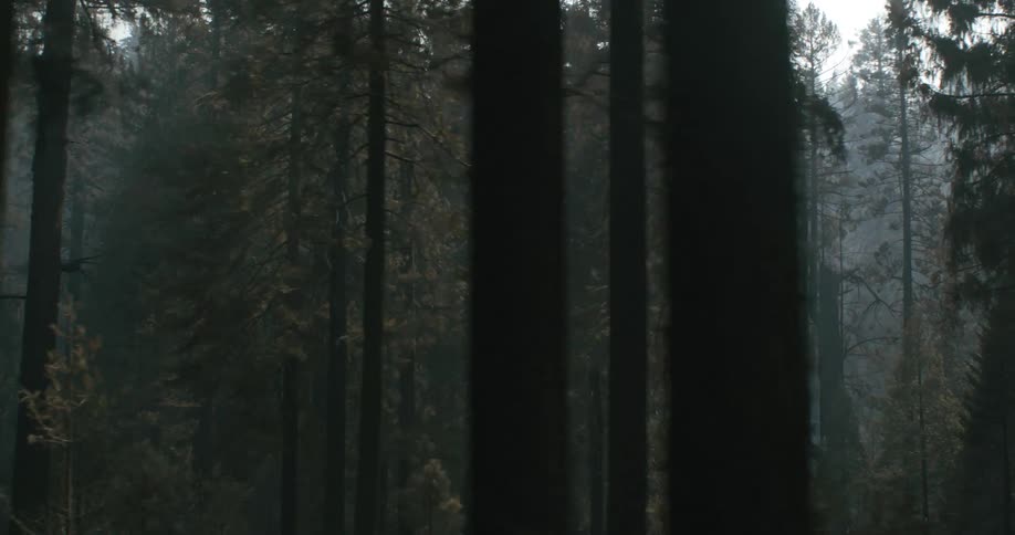 Pine trees growing in a forest on the mountains surrounded by fog or mist