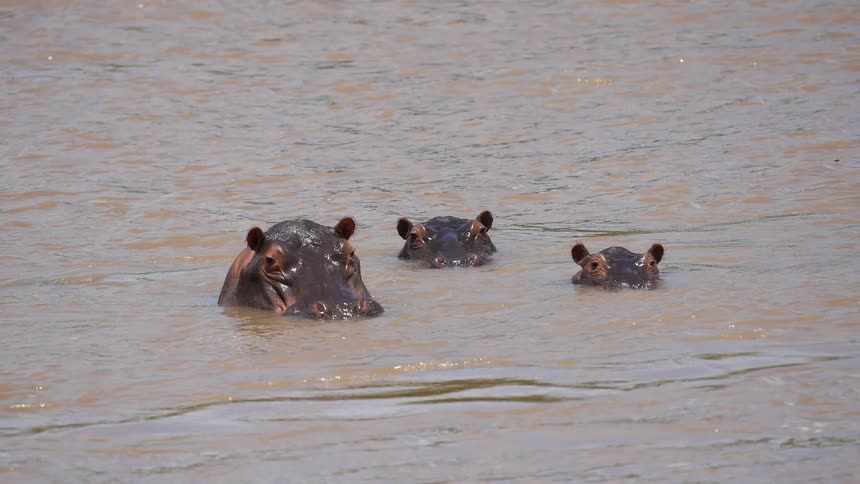 Hippos peering at the camera in African river