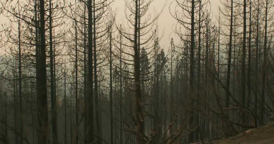 A forest of trees grows down the side of a hill and there is smoke from a campfire among the trees