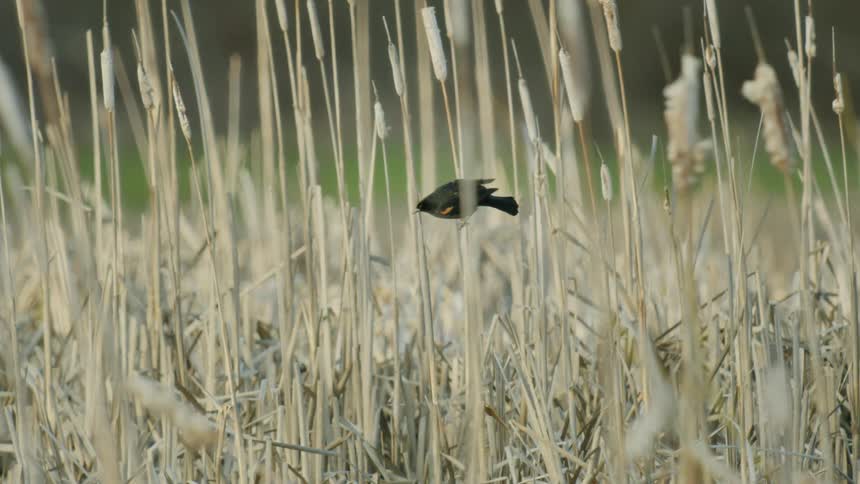 A red winged blackbird perched on cat tails in a meadow just before it flies off camera