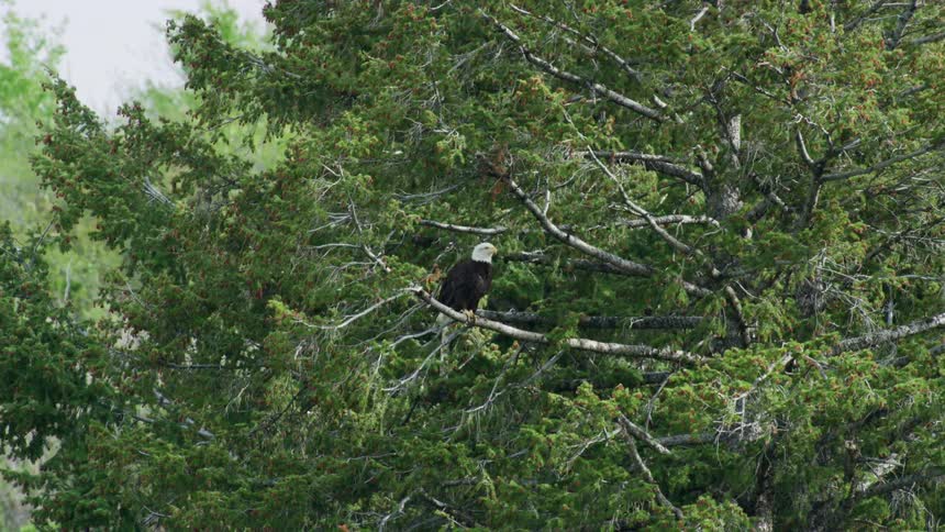 A bird sitting in a tree outdoors