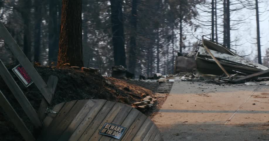 A view of a burnt down forest