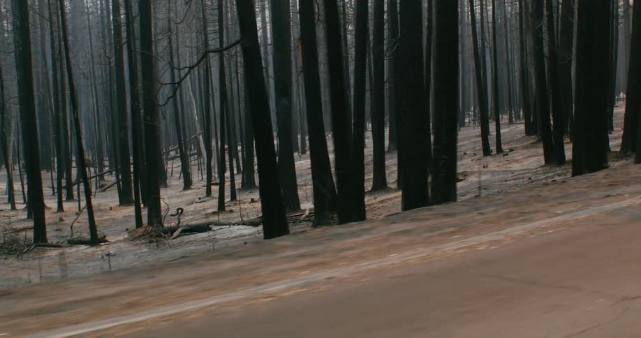 A view of a forest with burnt down trees