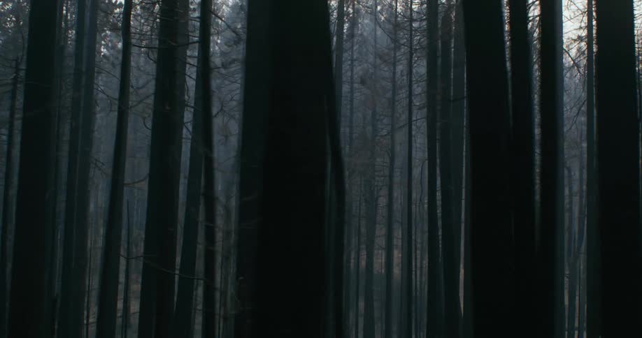Tall sparse trees fill a forest