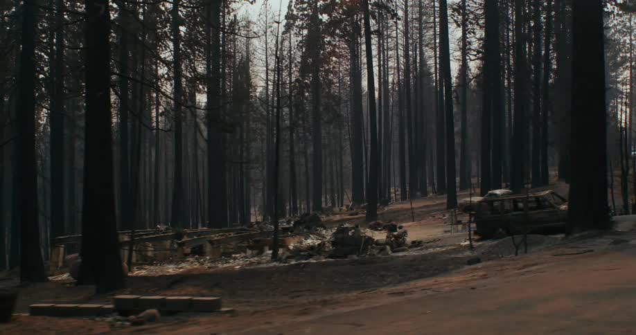 In the middle of the day there is a view of the forest by some vehicles