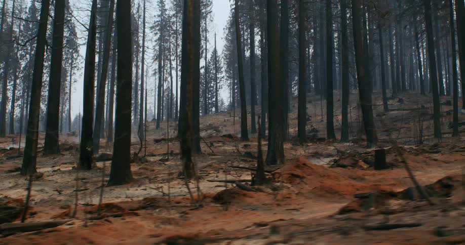 Many trees are burned in a forest on a mountain