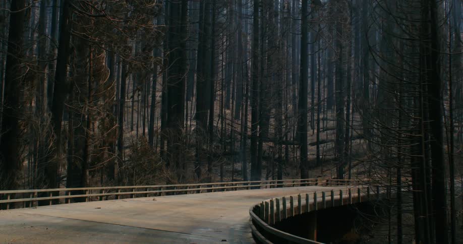 The view is of a bridge surrounded by trees in the fall area