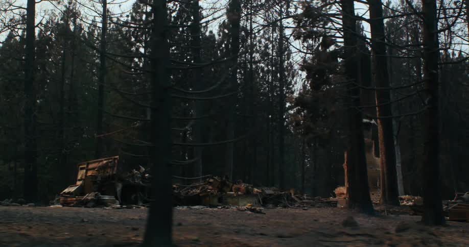 A burnt down home is surrounded by tall trees in the woods