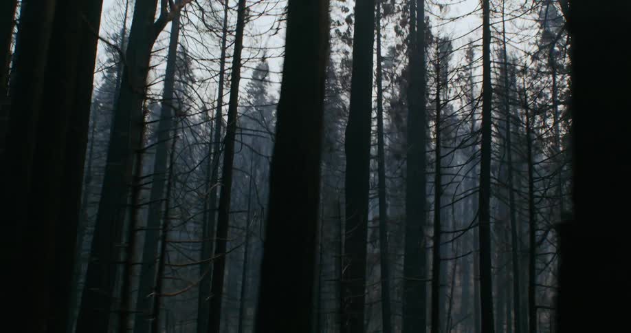 Forest trees under a gray sky