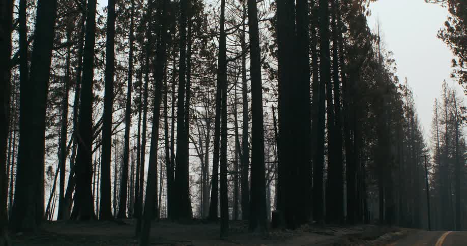 A two lane road cuts through a pine forest