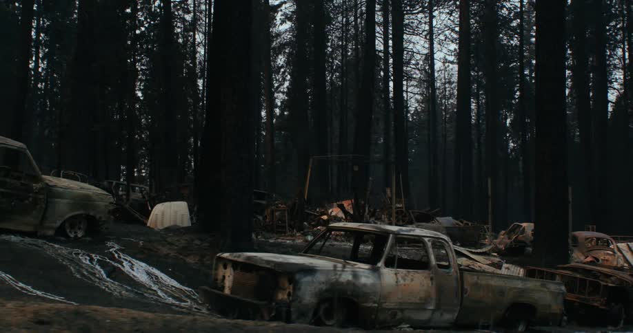 A view of a forest burnt down