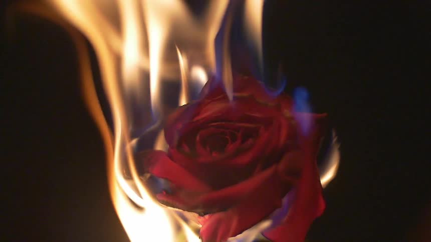 A red rose burning