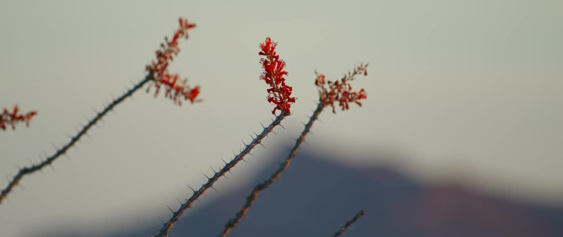 The red blooms and spiny stems of ocotillo a desert shrub