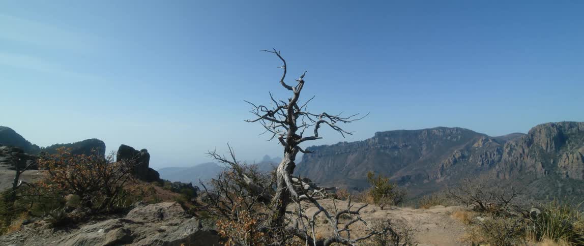 A gnarled leafless tree atop an arid mountain ridge on a clear day
