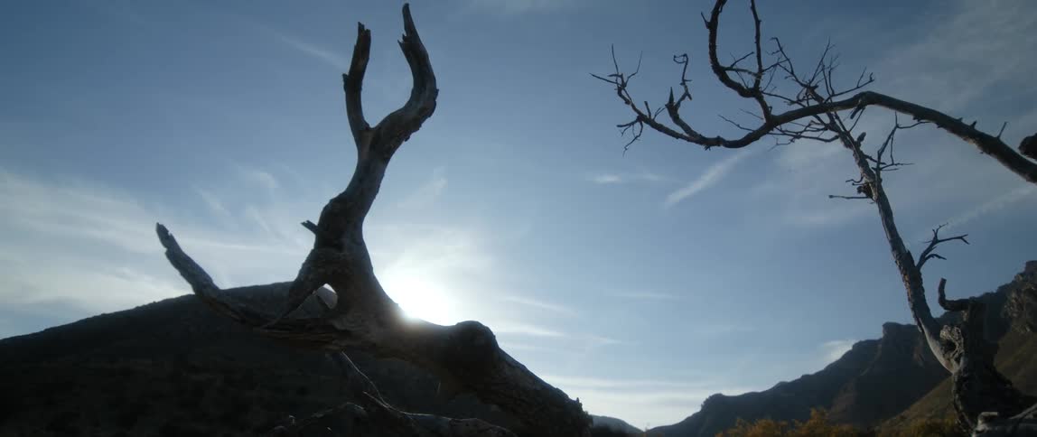 Dead branches lay in the desert