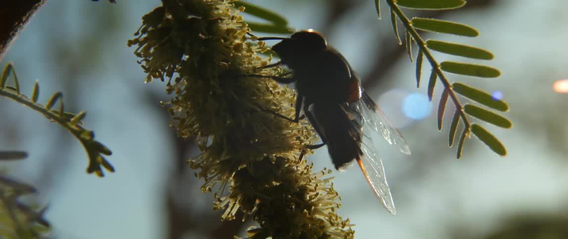 A insect feeds on a plant outdoors during the day