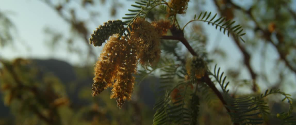A branch sways in the wind during the day