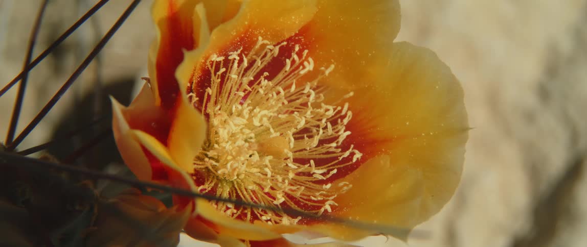 The view is of an orange flower