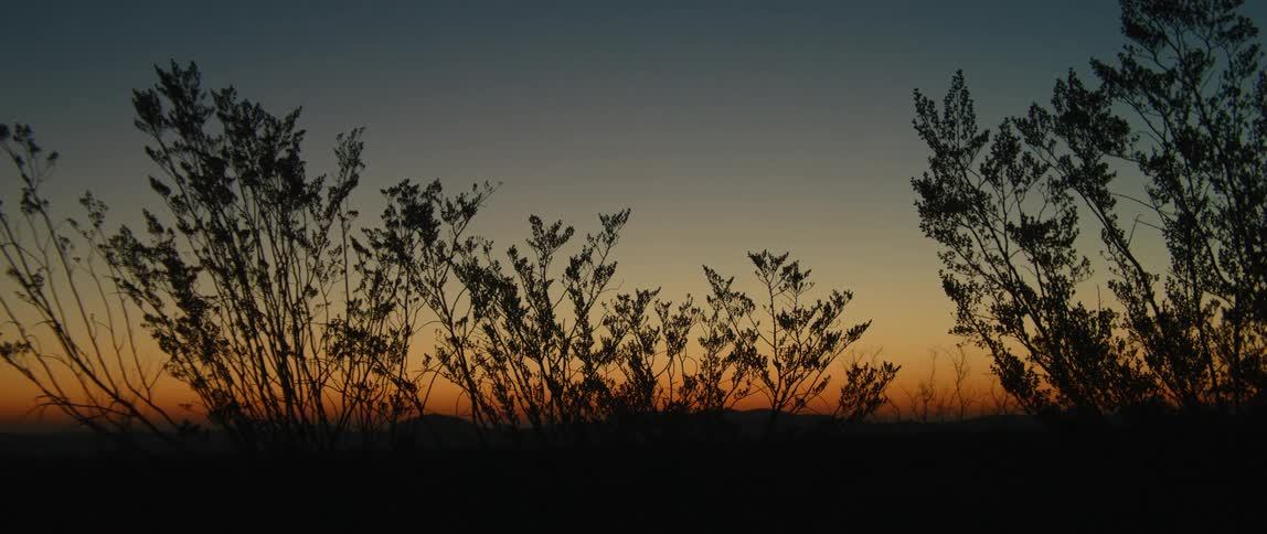 Bushes move in the breeze against a colorful but clear orange and blue sunset sky