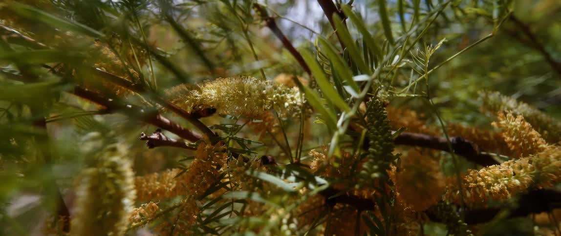 Ants crawl on a plant outdoors