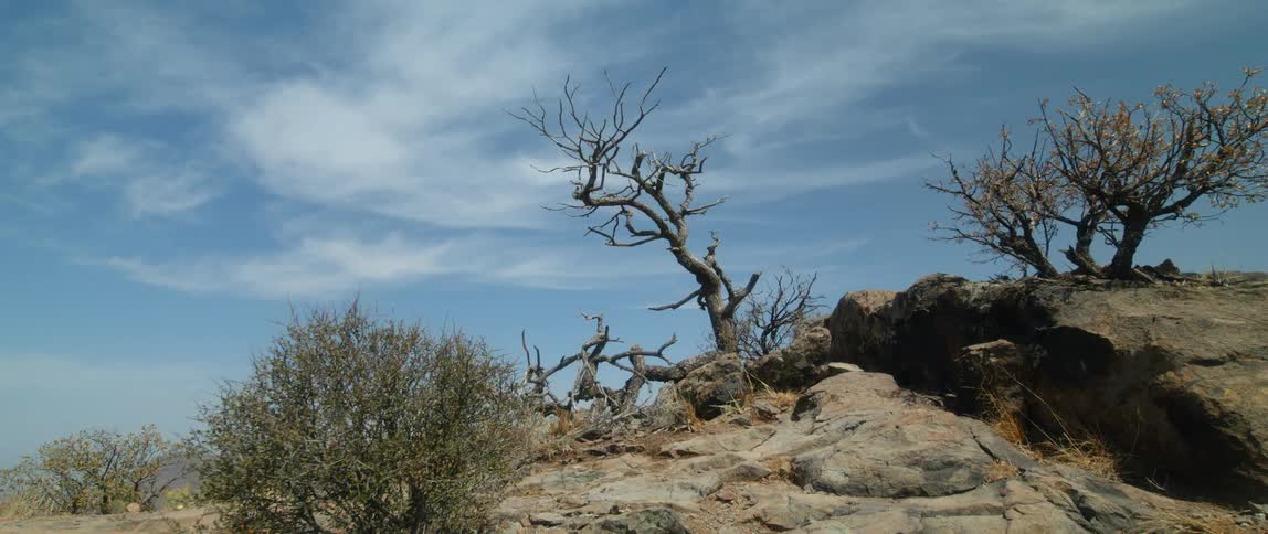 Rocky hill with bare tree under blue sky