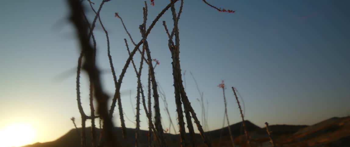 A view of cactus in the desert
